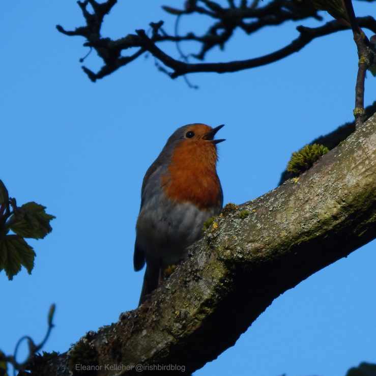 Robin – Ireland’s Beloved Garden&nbsp;Bird