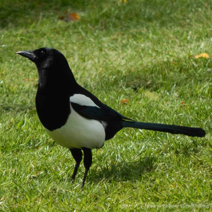 Magpie – Intelligent&nbsp;Omens