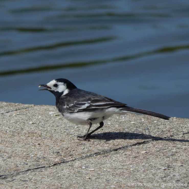 Wagtails – Little&nbsp;Movers