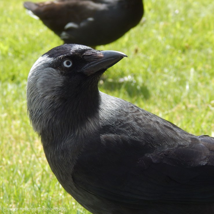 Jackdaw – A case study on&nbsp;leucism