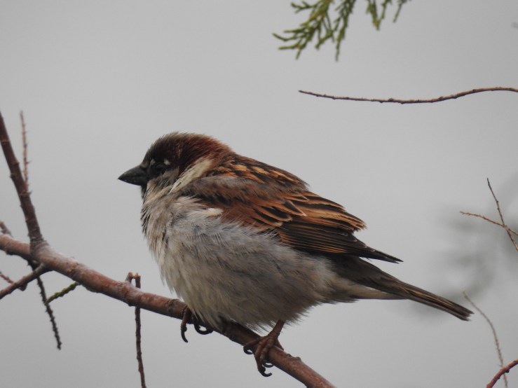House Sparrow – The Most Widespread Bird on&nbsp;Earth