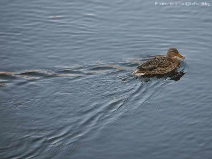 Mallard – Time to Feed the&nbsp;Ducks!