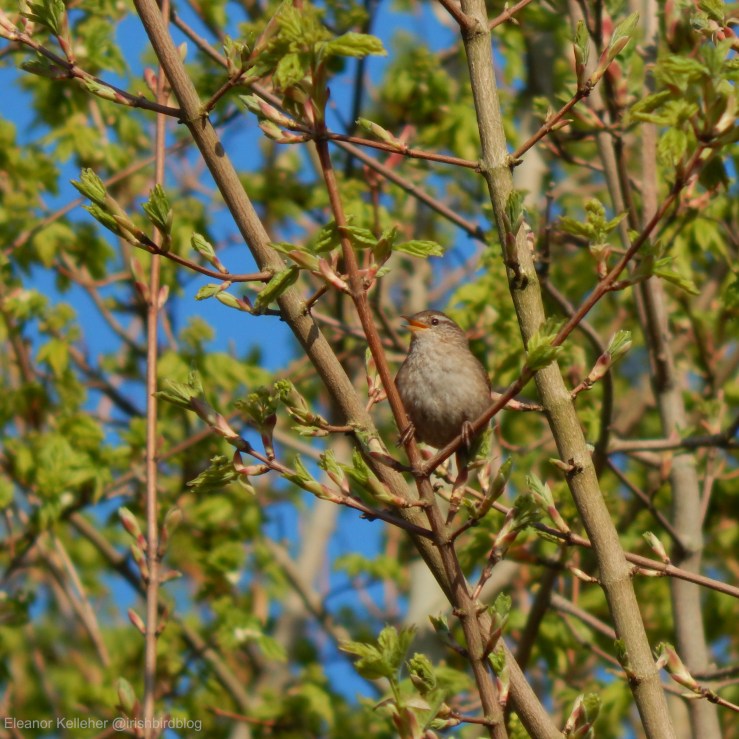 Wren – The King of&nbsp;Birds