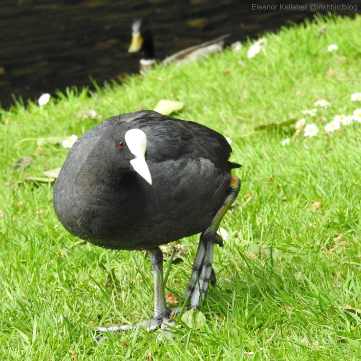 Coot – Bald Brazen&nbsp;Birds