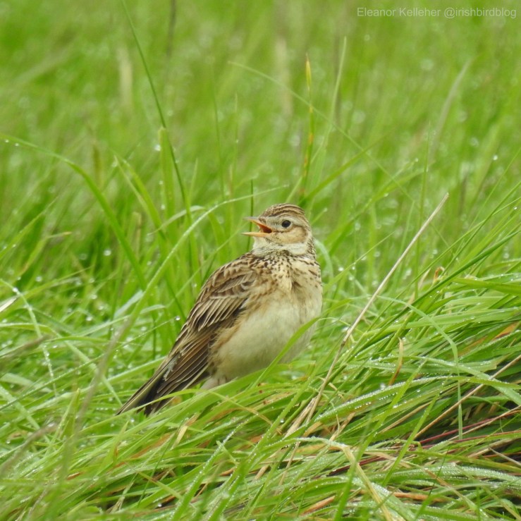 Skylark – The Vertical&nbsp;Vocalist