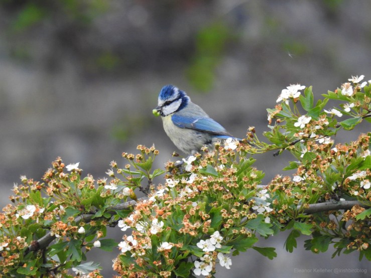 Blue Tit – Acrobatic, Aggressive,&nbsp;Adorable