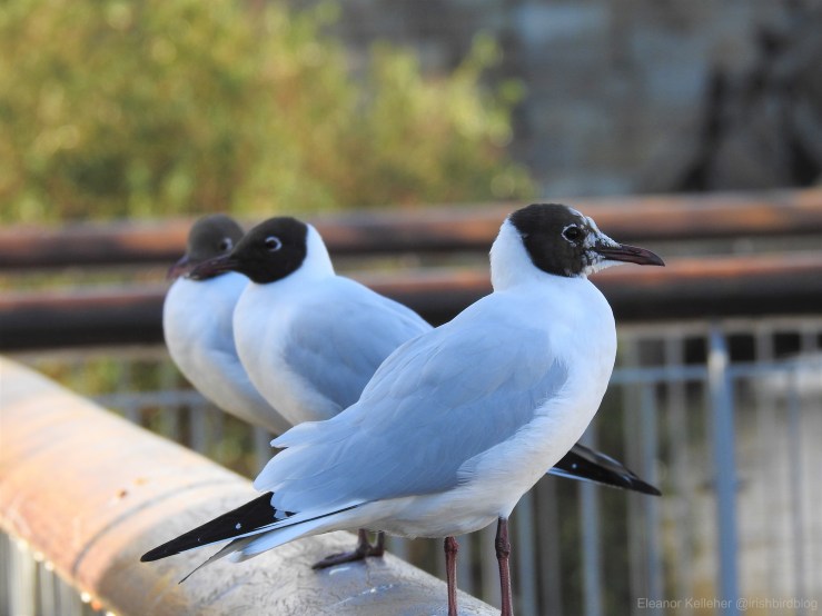 Black-Headed Gull – A Seasonal Fashion&nbsp;Statement