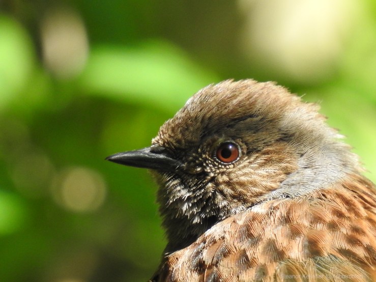 Dunnock – The ‘Little Brown&nbsp;Job’