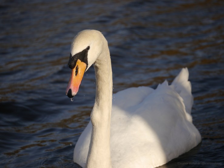 Mute Swan – Beautiful and&nbsp;Beastly