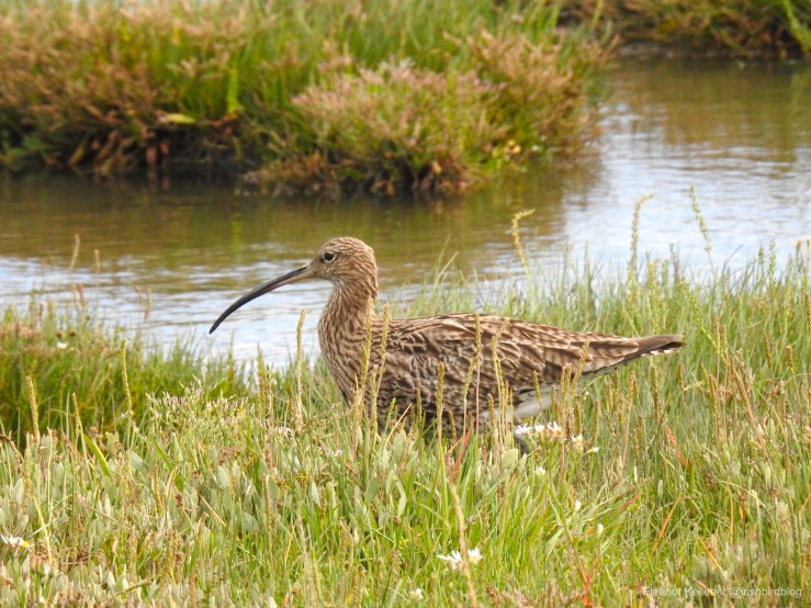 Curlew – Doomed to&nbsp;Disappear?