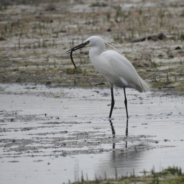 Little Egret – Fancy-Feathered&nbsp;Fresh-Face