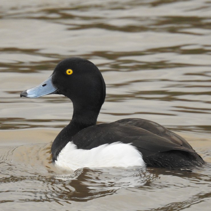 Tufted Duck – Show Some (Freshwater Pearl)&nbsp;Mussel!