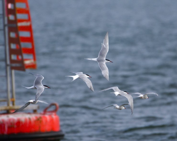 Common Tern – Dublin Port’s&nbsp;Divers