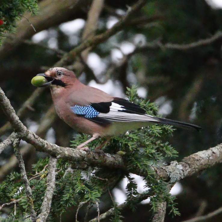 Jay – The Spirit of the&nbsp;Forest