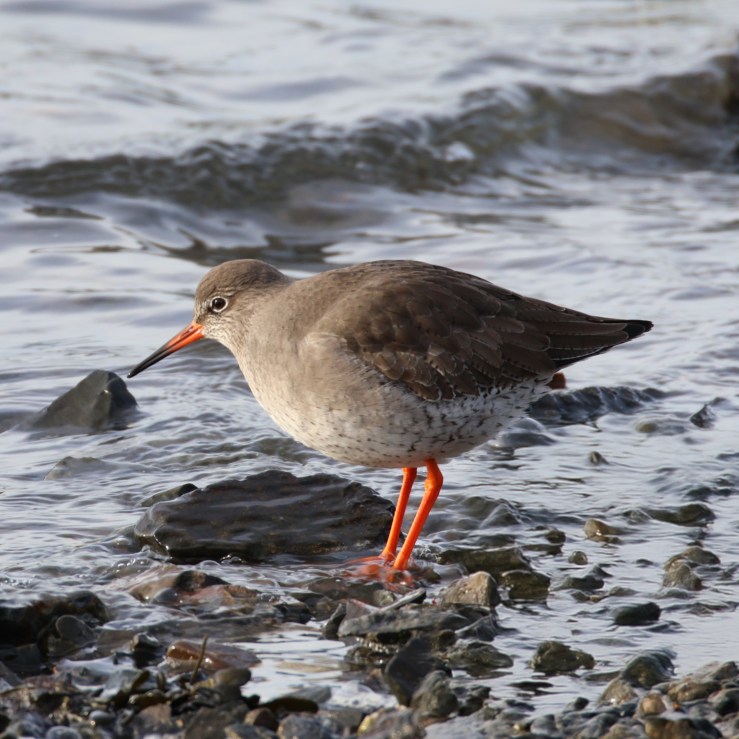 Redshank – Calling All Crimson&nbsp;Commandos