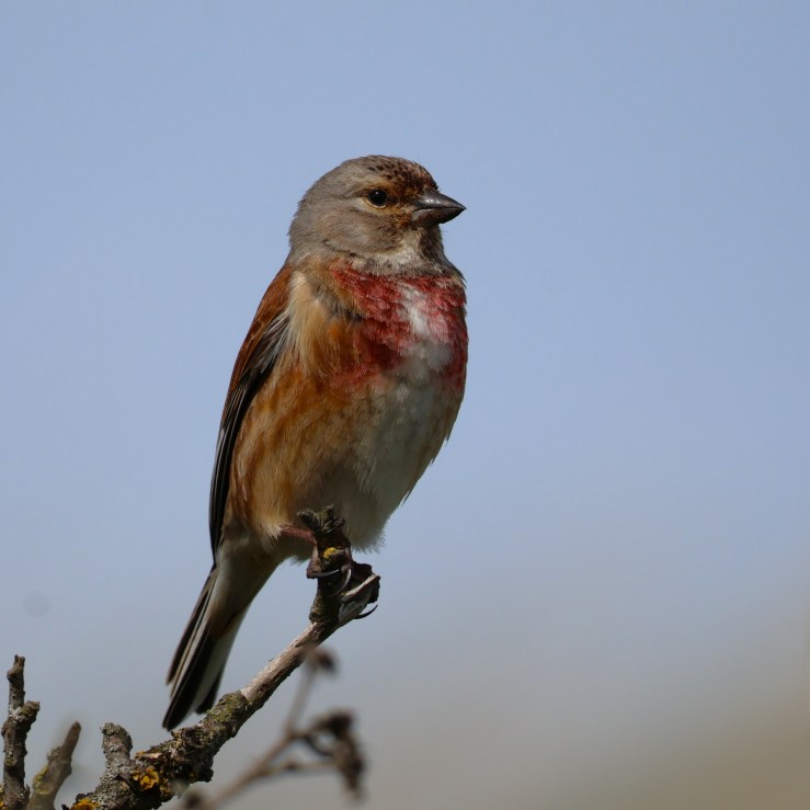 Linnet – A Real Bleeding&nbsp;Heart