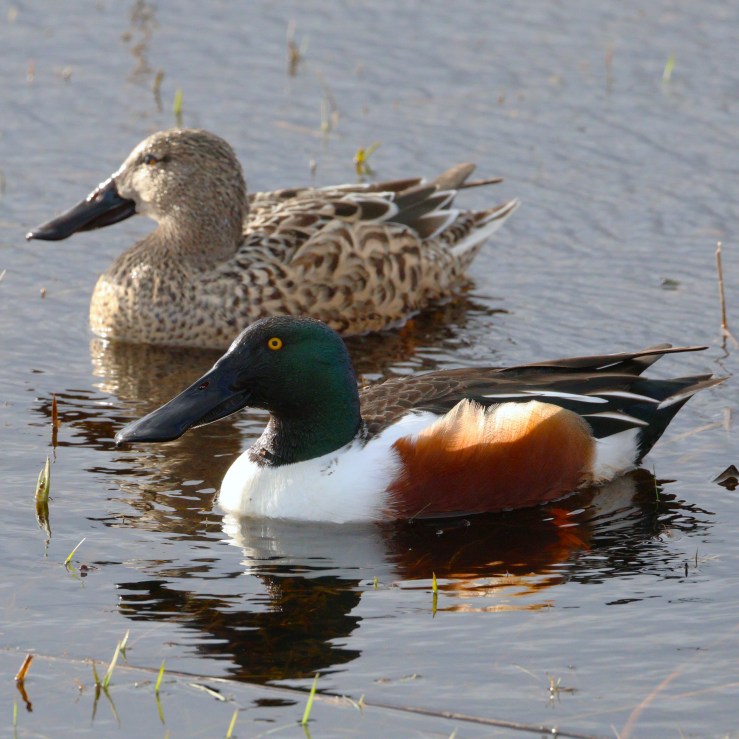 Shoveler – Sporting the Tricolour for Paddy’s&nbsp;Day