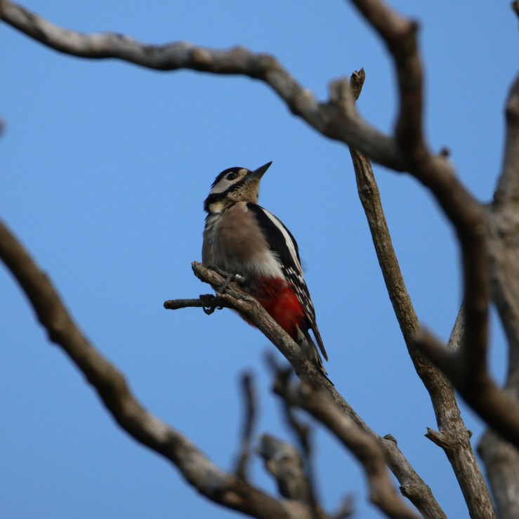 Great Spotted Woodpecker – Putting on a Drum&nbsp;Show
